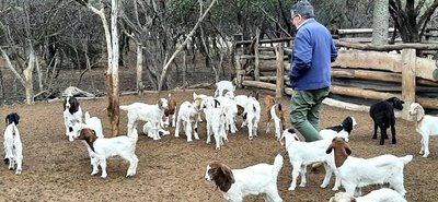 Apuntan a producir cabritos de alta calidad en el Chaco