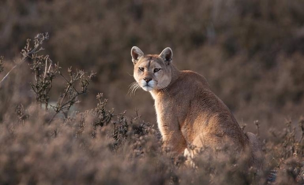 Diario HOY | Puma considerado extinguido vuelve a Rio de Janeiro tras 80 años