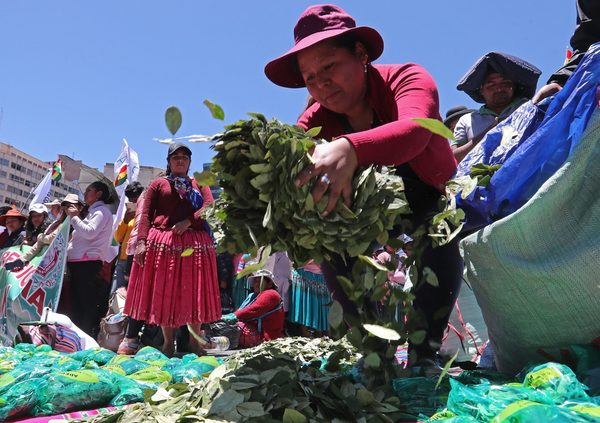 Cocaleros bolivianos promueven el masticado y la revalorización de la planta - MarketData