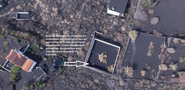 Los perros atrapados por el volcán en La Palma fueron rescatados. Nadie sabe quien lo hizo