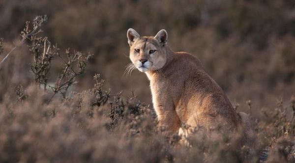 Puma considerado extinguido vuelve a Rio de Janeiro tras 80 años