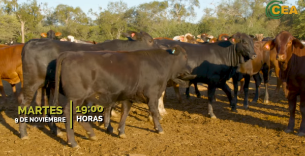 Habilitan inscripciones para feria de invernada