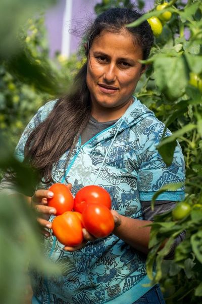 Mujeres emprendedoras celebran producción de tomates de excelente calidad en Ayolas - Nacionales - ABC Color