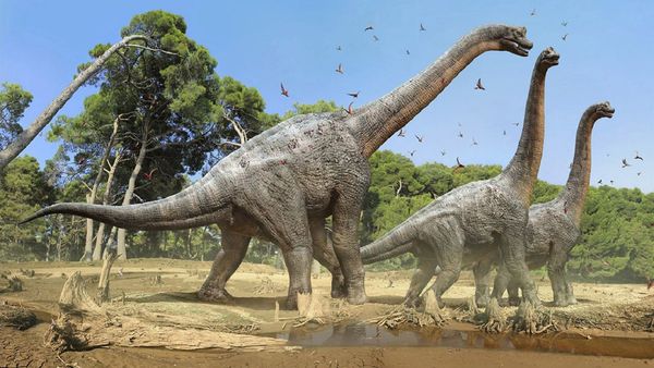 Sociabilidad de grandes dinosaurios ayudó a afianzar su dominación