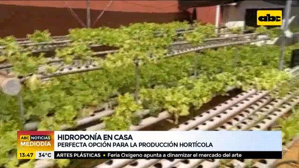 Hidroponía en casa, perfecta opción para la producción hortícola - ABC Noticias - ABC Color