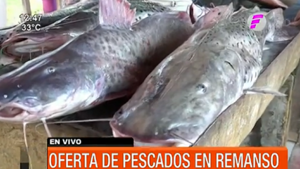 Ofertas de pescados ante proximidad de la veda en Remanso