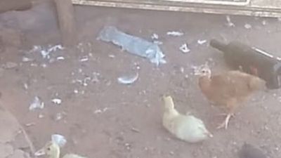 Robaron todas sus gallinas a una doña de Capiibary