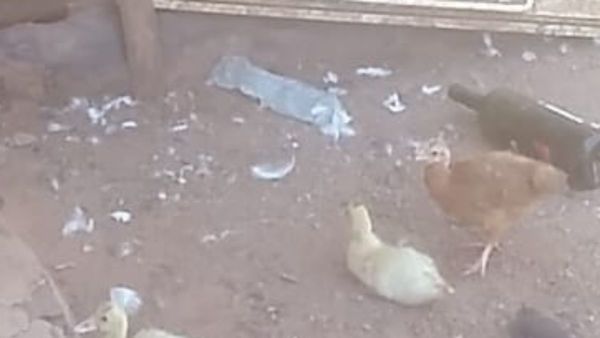 Robaron todas sus gallinas a una doña de Capiibary
