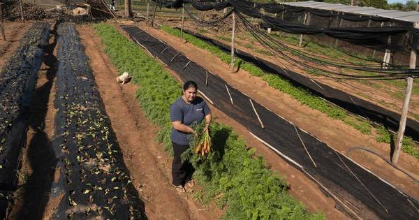 La Nación / Agricultora destaca oportunidad de comercializar su producción en un espacio Eco Agro