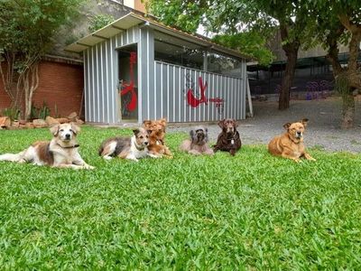 La conmovedora historia de los animales rescatados - ABC Revista - ABC Color