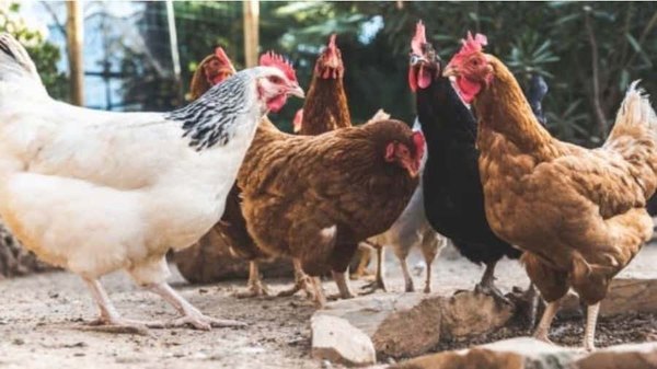 Crónica / ¡Cháke! Pa'i he'i que los ñañálo usarán plumíferos para rituales rarófilos: "Hay que cuidar el gallinero en Halloween"