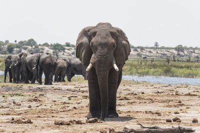 Sudáfrica: elefante mató a presunto cazador furtivo