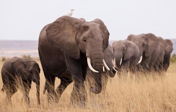 Elefante arrolló y mató a presunto cazador furtivo en Sudáfrica