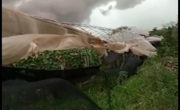 Temporal causó cuantiosas pérdidas en el campo - Noticias de Ciudad del Este y Alto Paraná hoy - ABC Color