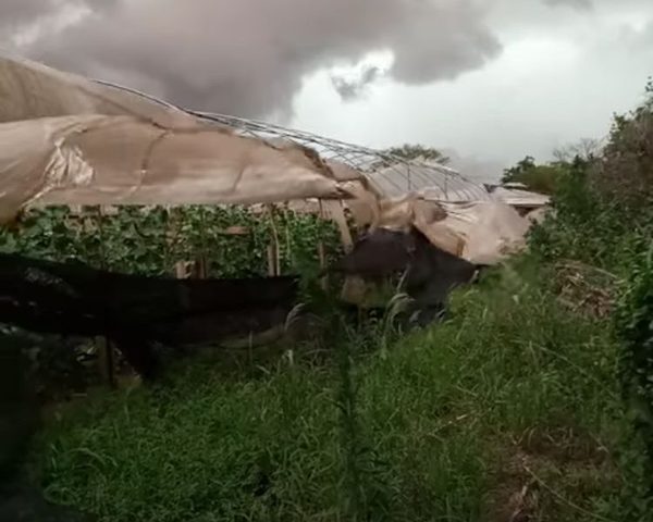 Temporal causa estragos a productores