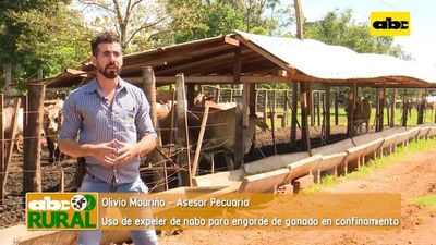 Uso de expeller de nabo para engorde de ganado en confinamiento - ABC Rural - ABC Color