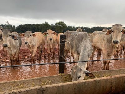Esperan repunte del precio del ganado en el último bimestre del año