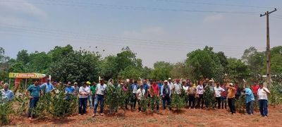 En Agüerito llevan adelante primera cosecha de la marihuana medicinal - Nacionales - ABC Color