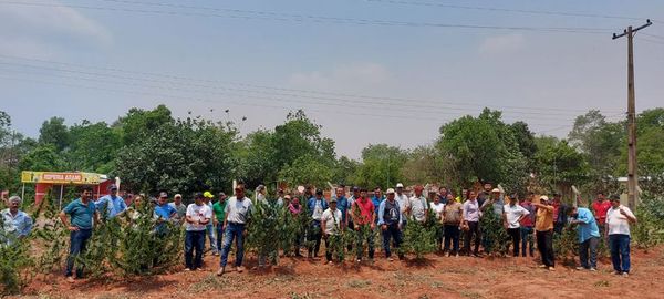 En Agüerito llevan adelante primera cosecha de la marihuana medicinal - Nacionales - ABC Color