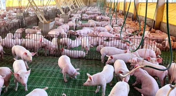 La producción porcina creció 12,5% en los últimos tres años