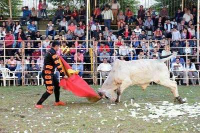 (VIDEO)Torero atacado por toro con graves heridas: “Son gajes del oficio”