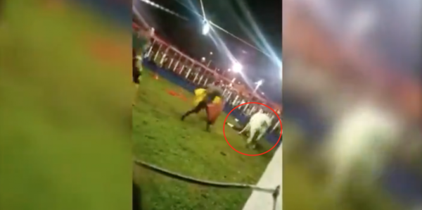 Diario HOY | Torero sufrió graves heridas durante corrida: “No pienso dejar este vicio, me da todo pirî”