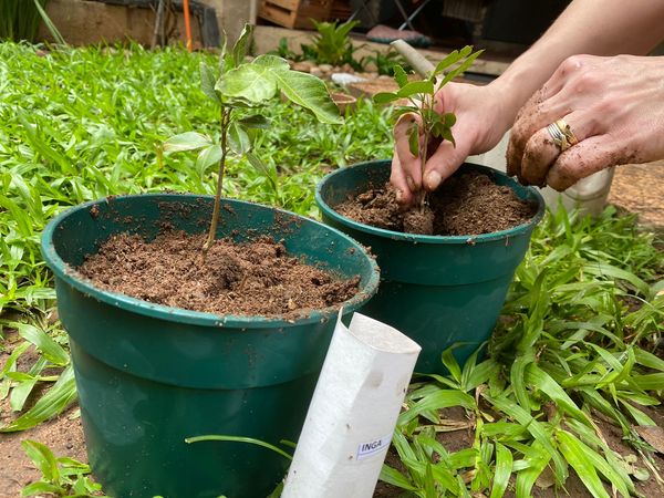 A través del voluntariado #SomosH2O, más de 200 arbolitos echan raíces en varios puntos del país | Ñanduti
