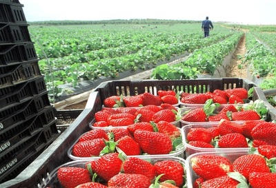 Unos 250 hondureños viajarán a España a trabajar en la recolección de fresas - MarketData