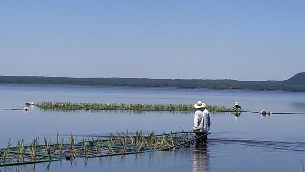 Plantean tratar agua contaminada con plantas en más sitios