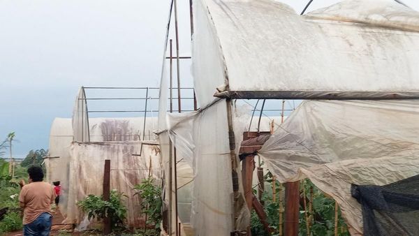 Fenómenos climáticos golpearon a productores hortigranjeros del Este