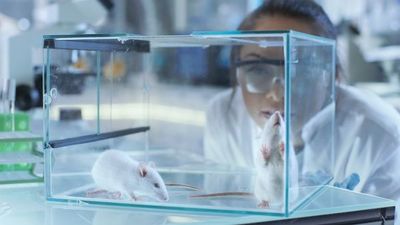 Demuestran en un modelo de ratón que nunca es tarde para tratar la progeria - Ciencia - ABC Color