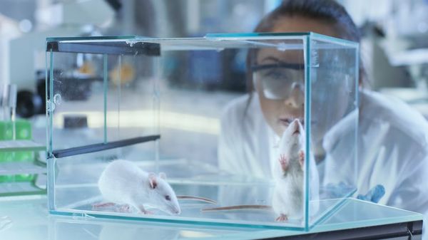 Demuestran en un modelo de ratón que nunca es tarde para tratar la progeria - Ciencia - ABC Color