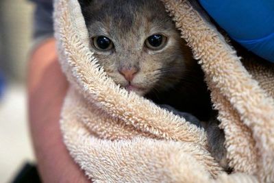 Washington, ciudad felina: la capital de EEUU cuenta sus gatos - Mascotas - ABC Color