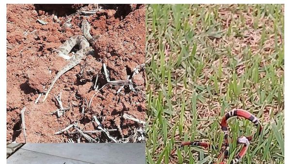 Denuncian invasión de víboras en Hernandarias