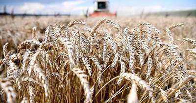 La Nación / Cierre de zafra 2020 revela 8,7% más en exportación de trigo