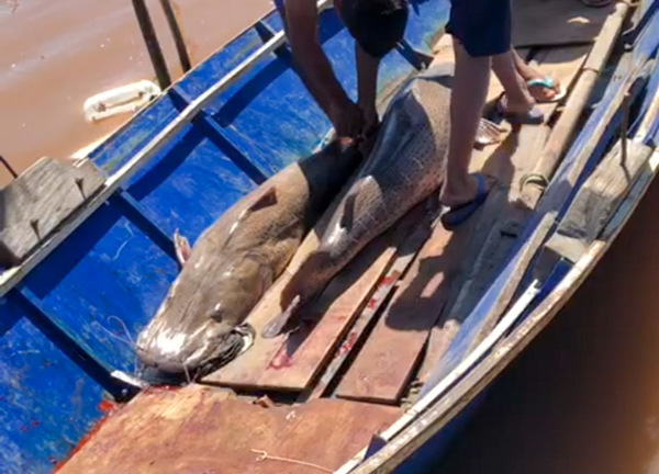 Concepción: Pescador captura 5 surubíes en una semana
