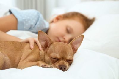 ¿Es saludable o riesgoso que los perros y gatos duerman con los niños en la habitación? - Mascotas - ABC Color