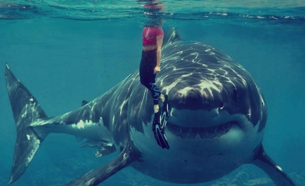 Diario HOY | Los tiburones confunden a los surfistas con sus presas animales, según estudio