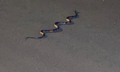 Serpientes invaden condominio en Hernandarias