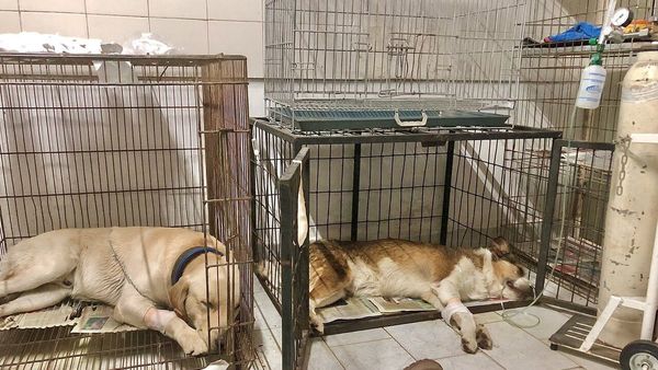 Dueño de perros envenenados vende sus elementos de trabajo para pagar internación