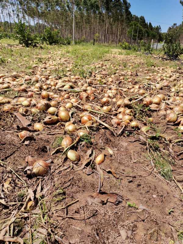 Productores exigen al MAG controles estrictos y tolerancia cero al contrabando