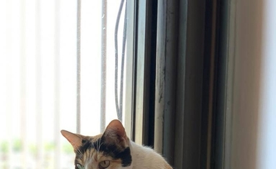 Diario HOY | La “Manchita” de la discordia: quieren desalojar a una gata, ocupantes se oponen
