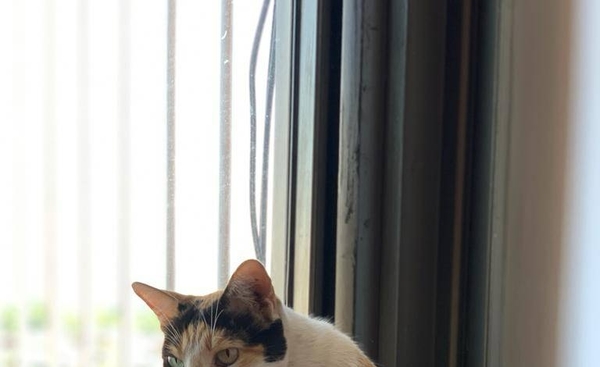 Diario HOY | La “Manchita” de la discordia: quieren desalojar a una gata, ocupantes se oponen