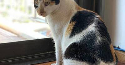 La Nación / La “Manchita” de la discordia: quieren desalojar a una gata, ocupantes se oponen