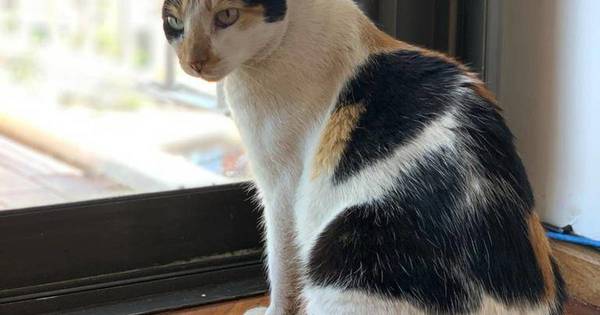 La Nación / La “Manchita” de la discordia: quieren desalojar a una gata, ocupantes se oponen