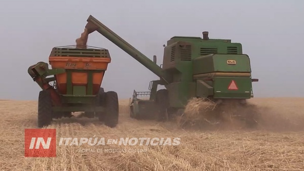 CIERRE DE ZAFRA 2020 REVELA 8,7% MÁS EN EXPORTACIÓN DE TRIGO - Itapúa Noticias