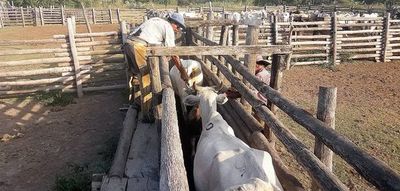 Productores reclaman cierre de oficinas de Senacsa en zonas alejadas del Chaco  - Nacionales - ABC Color
