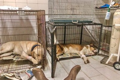 Desconocidos envenenaron a sus dos perros, y hoy pone en venta sus pertenencias para salvarles la vida