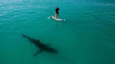 Tiburones confunden a surfistas con sus presas animales, según estudio