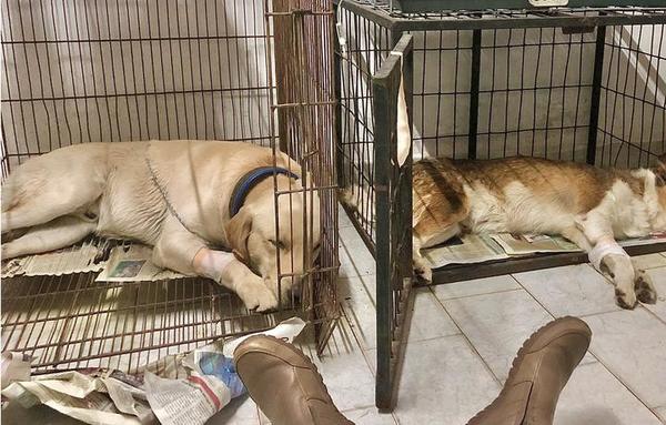 Perritos fueron envenenados y su dueño pide ayuda para cubrir gastos